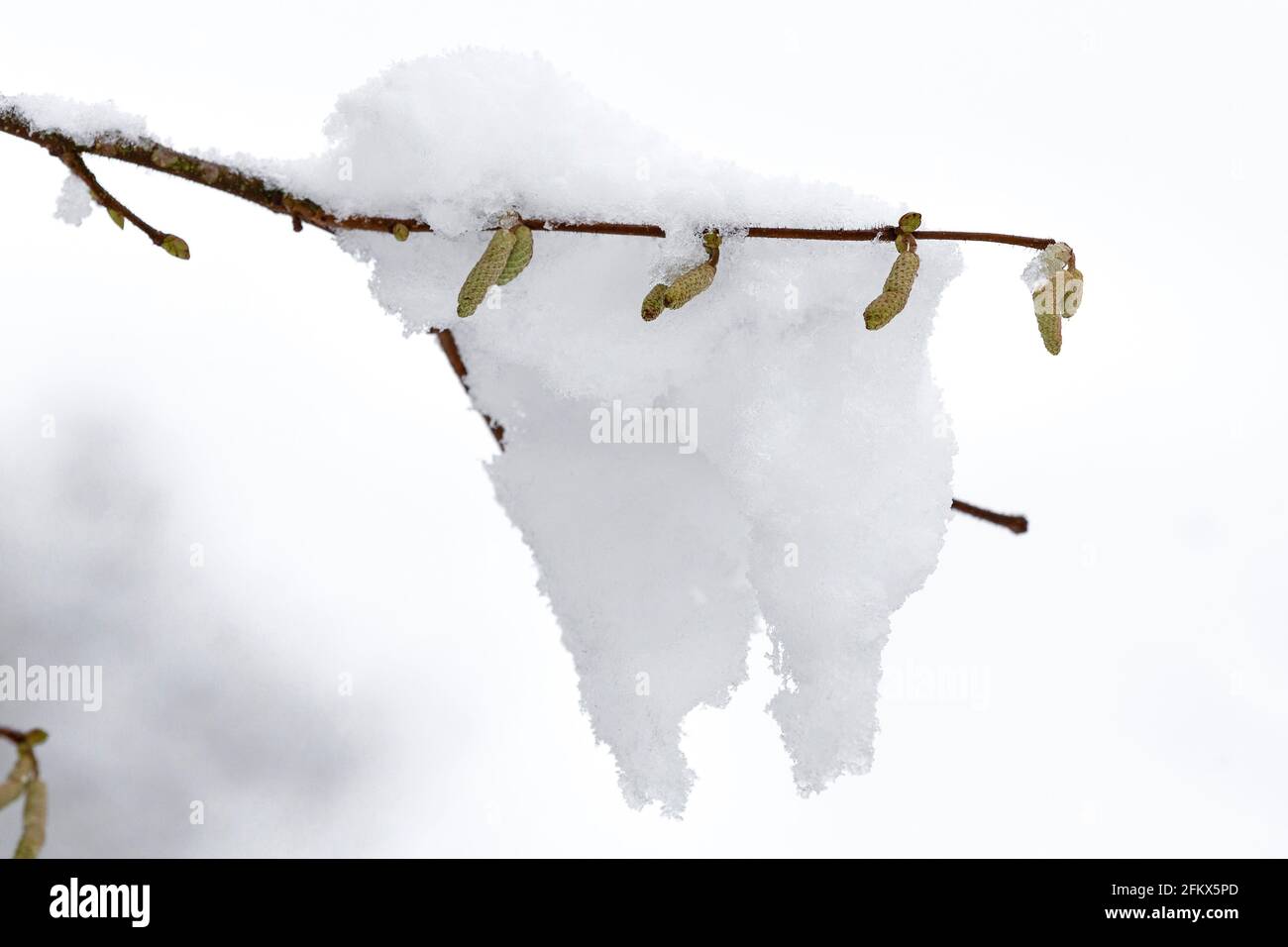 Haselnuss-Kätzchen Mit Schnee Stockfoto