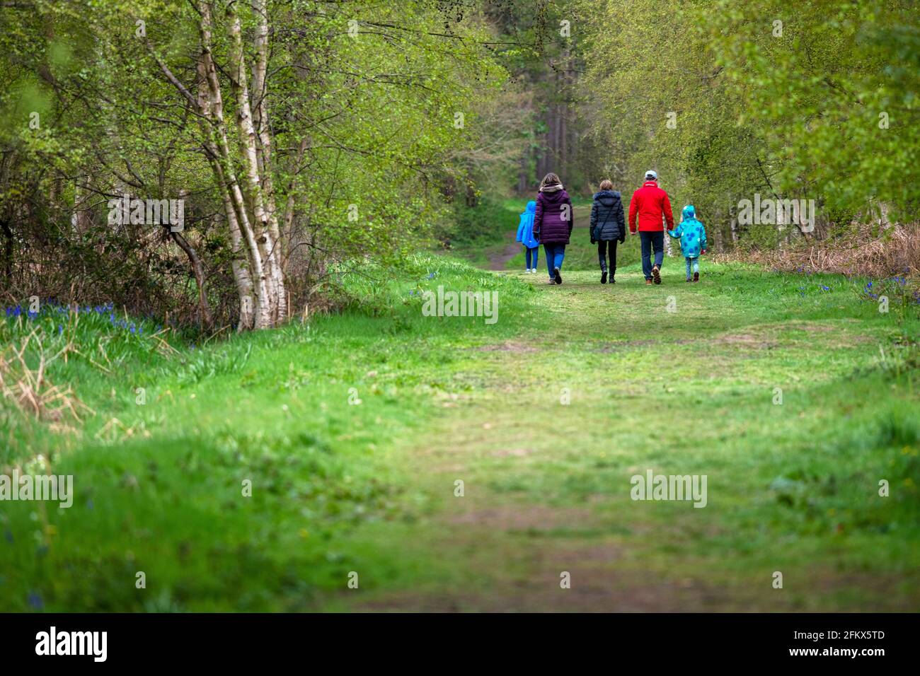 Ein feuchter Spaziergang im Frühling im Wald, Moor Monkton, North Yorkshire, Großbritannien Stockfoto