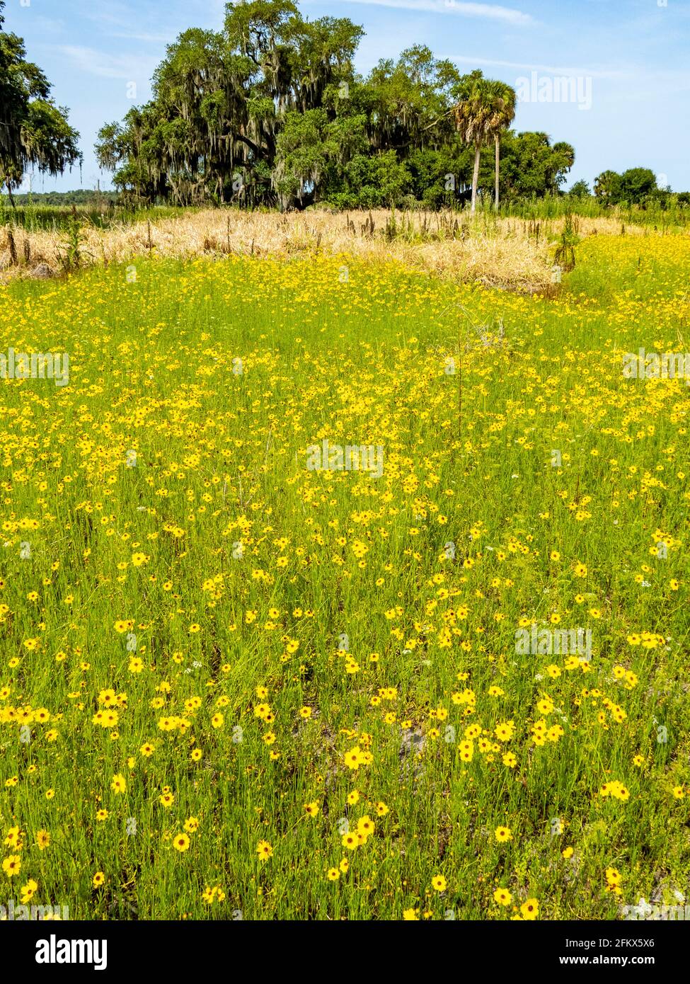 Gelbe Coreopsis Wildblumen, die im Myakka River als Tickseed bekannt sind State Park in der USA Stockfoto