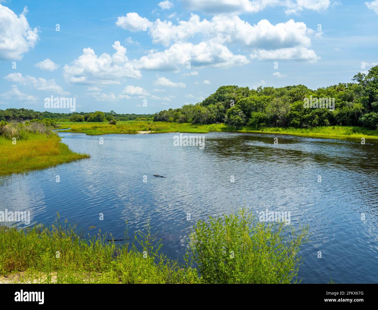 Myakka River im Myakka River State Park in der Stadt USA Stockfoto