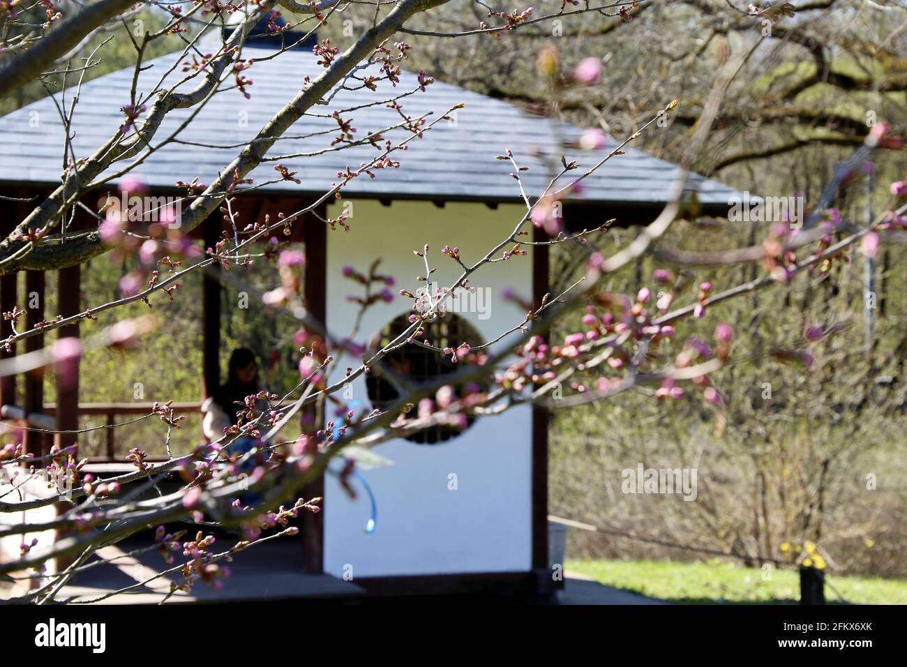 Defokussierter Blick durch Sakura-Zweige zum traditionellen Pavillon im japanischen Garten. Haus im retro-asiatischen Stil, umgeben von Bäumen Stockfoto