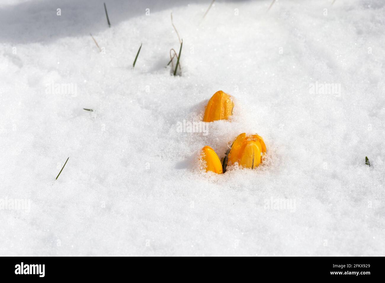 Gelbe Krokusse Im Schnee Stockfoto