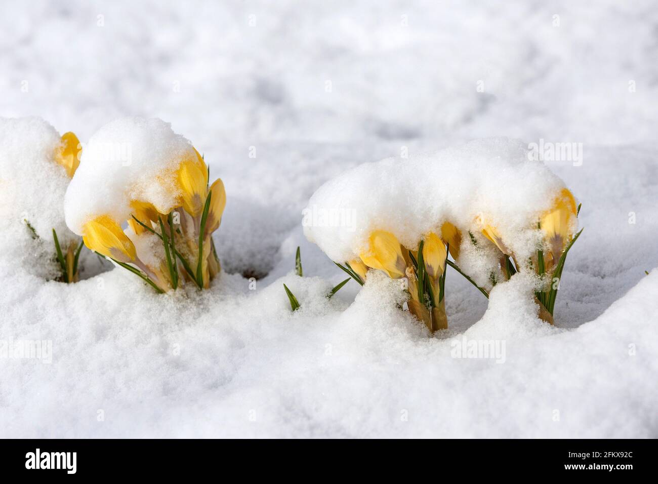 Gelbe Krokusse Im Schnee Stockfoto