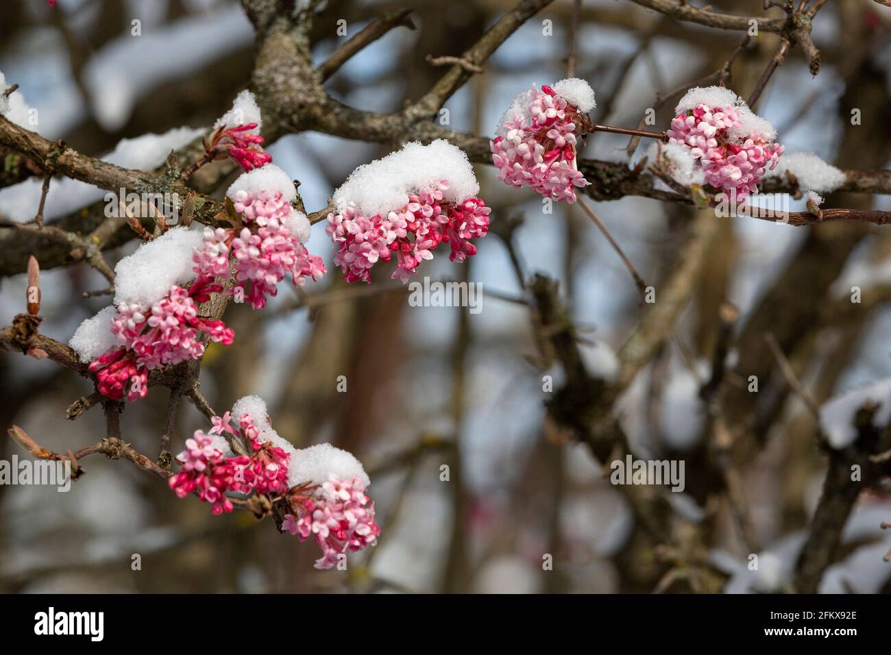 Rosa Bluhender Strauch Im Winter