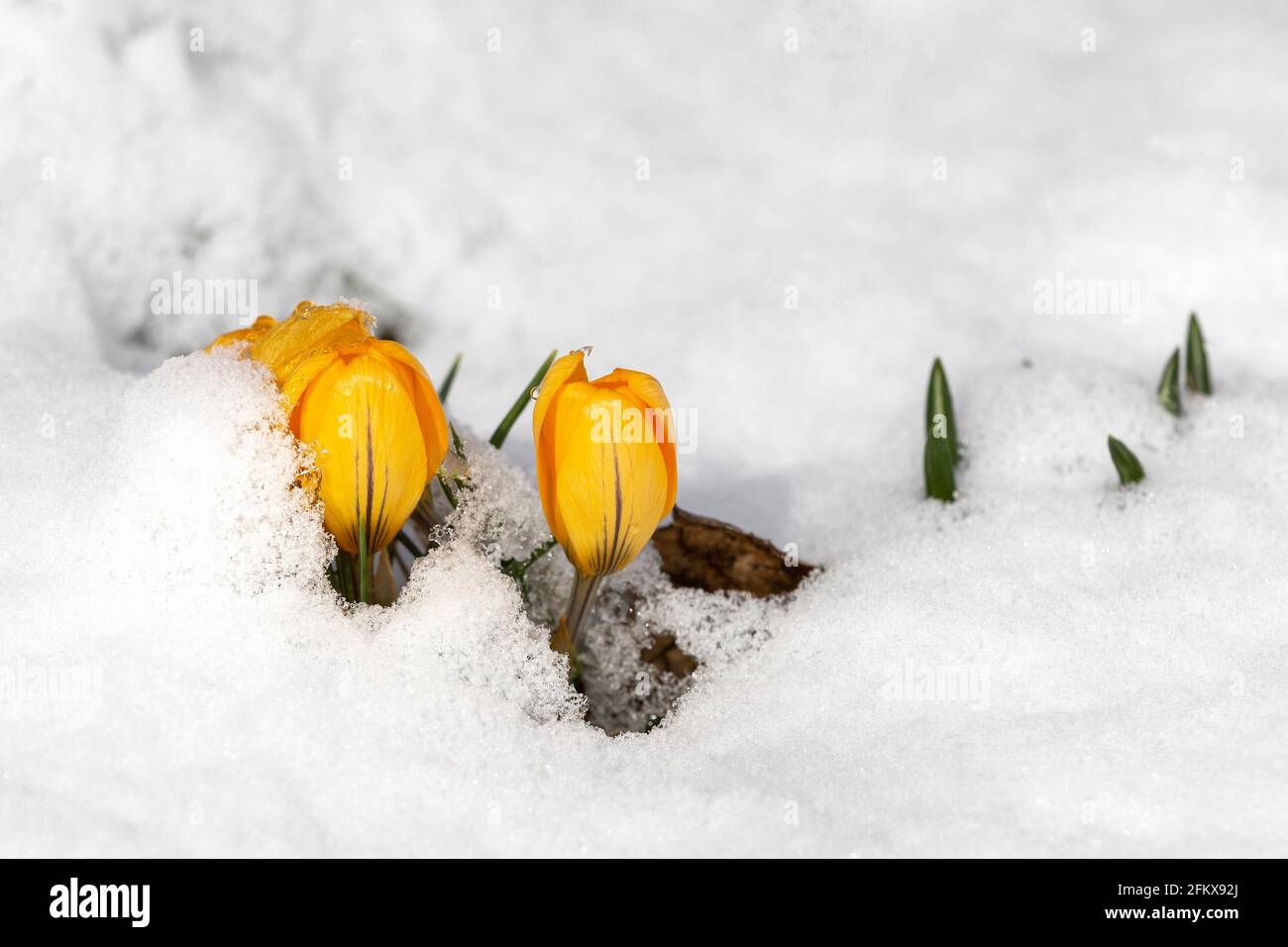 Gelbe Krokusse Im Schnee Stockfoto