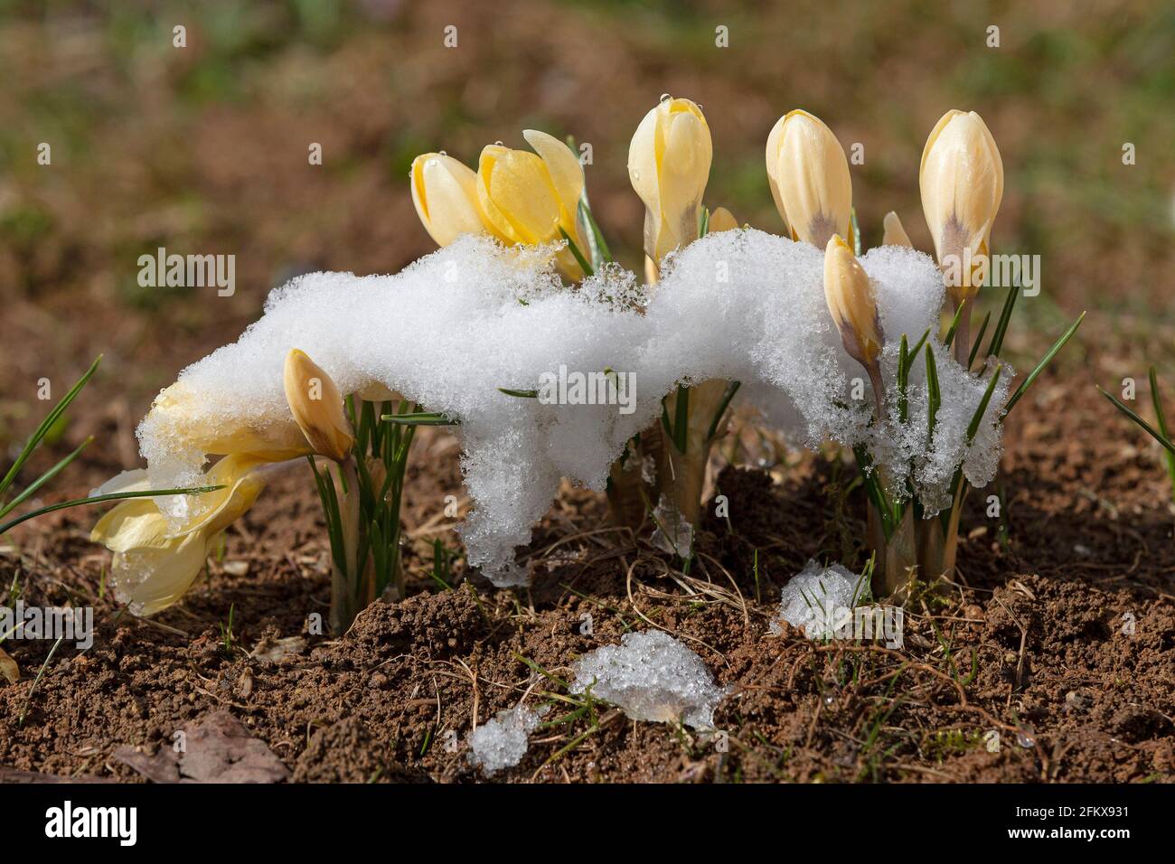 Gelbe Krokusse Mit Schnee Stockfoto