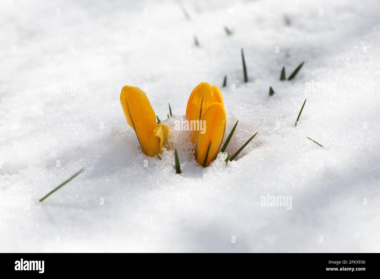 Gelbe Krokusse Im Schnee Stockfoto