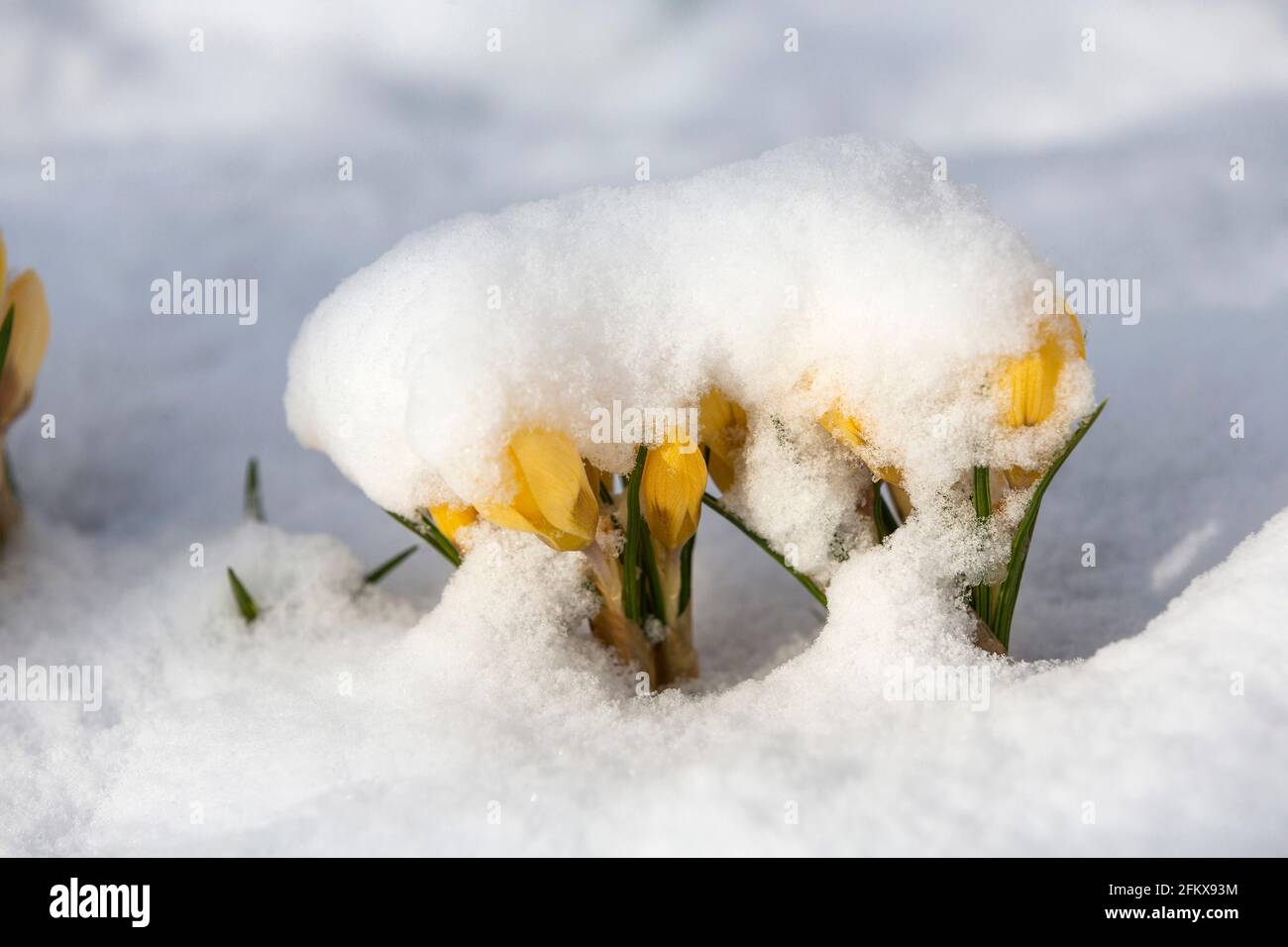 Gelbe Krokusse Im Schnee Stockfoto