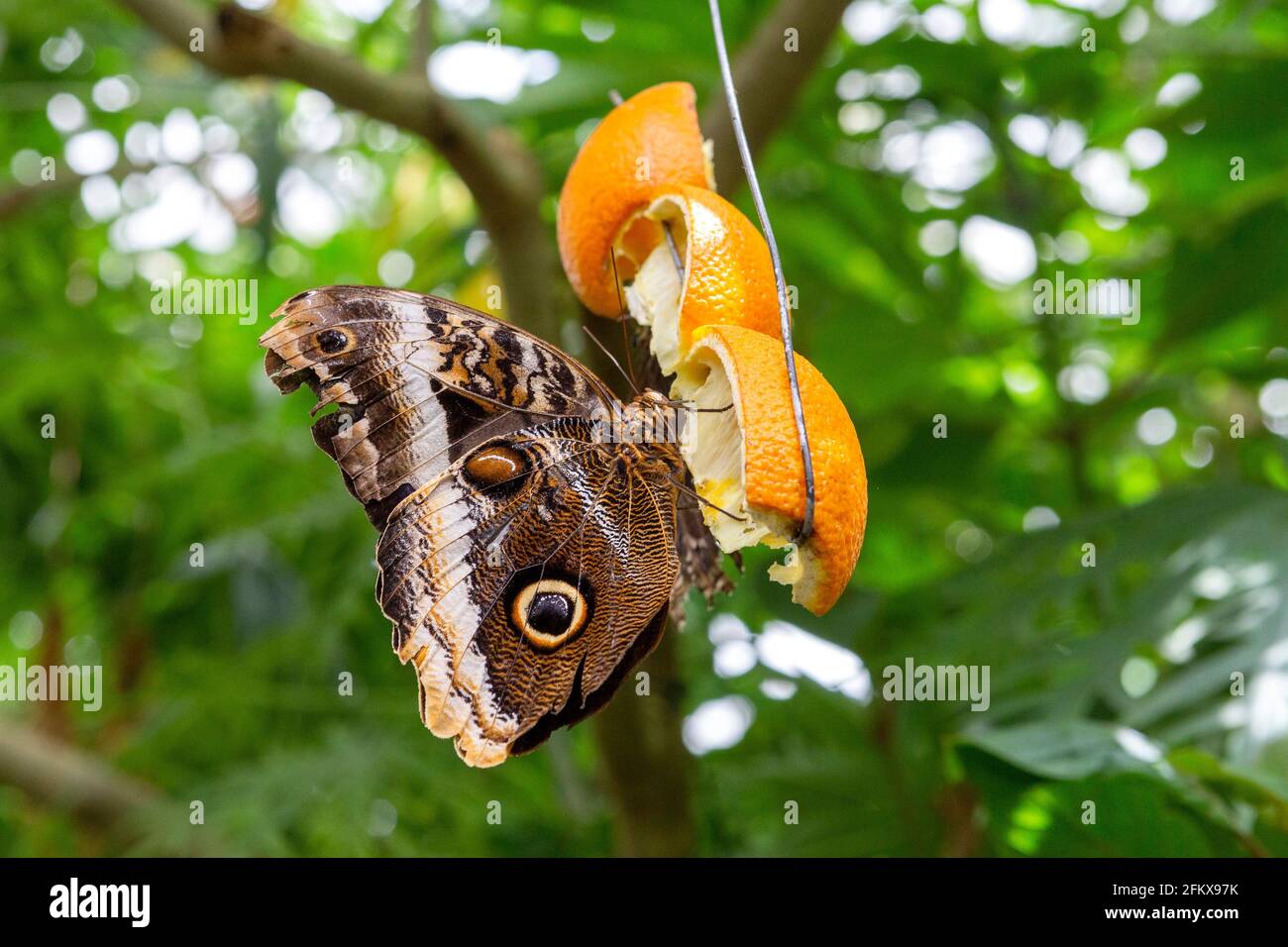 Bananenfalter, Caligo Eurilochus, Edelfalter Stockfoto