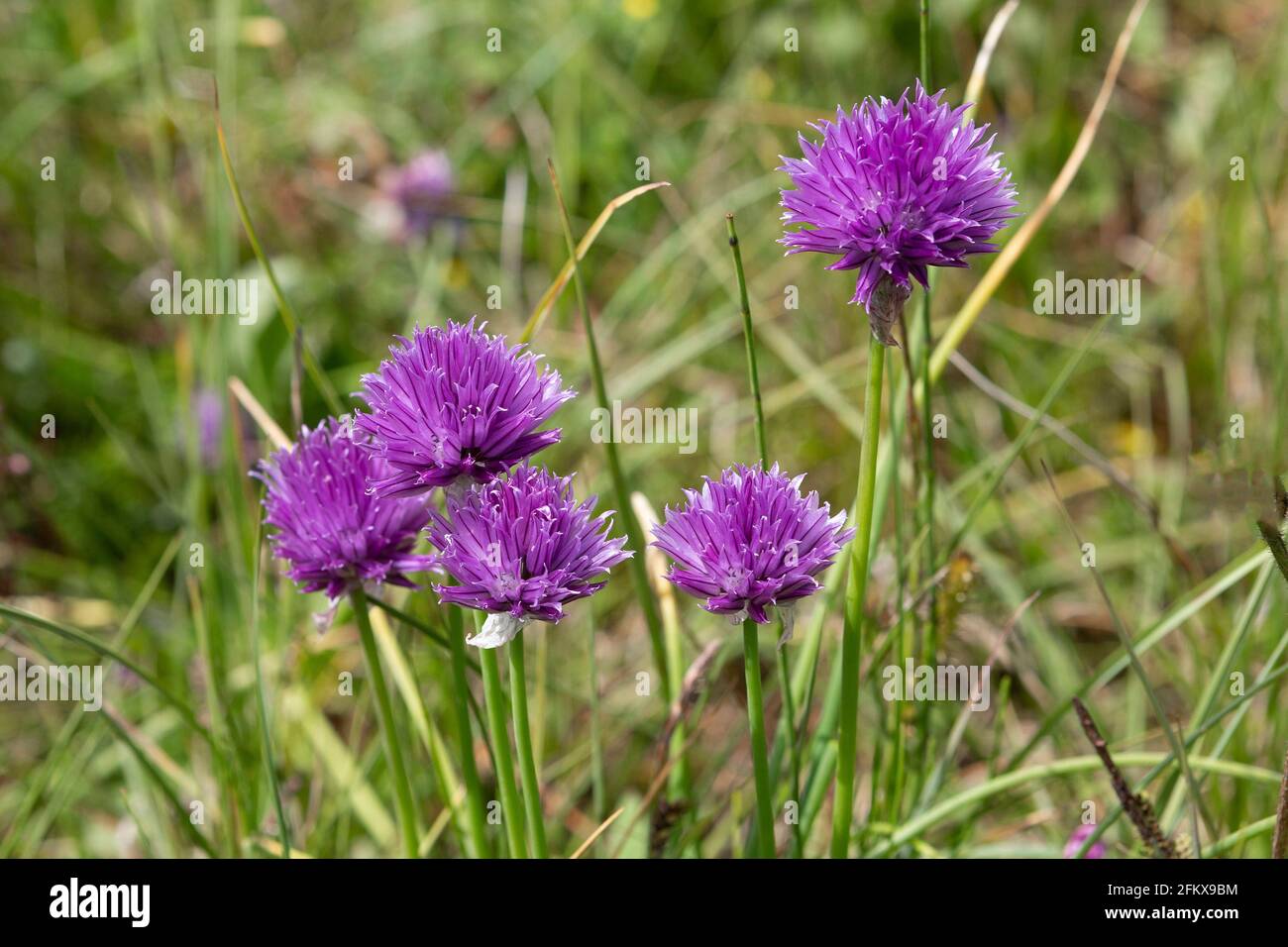 Wilder Schnittlauch, Allium Schoenoprasum Stockfoto