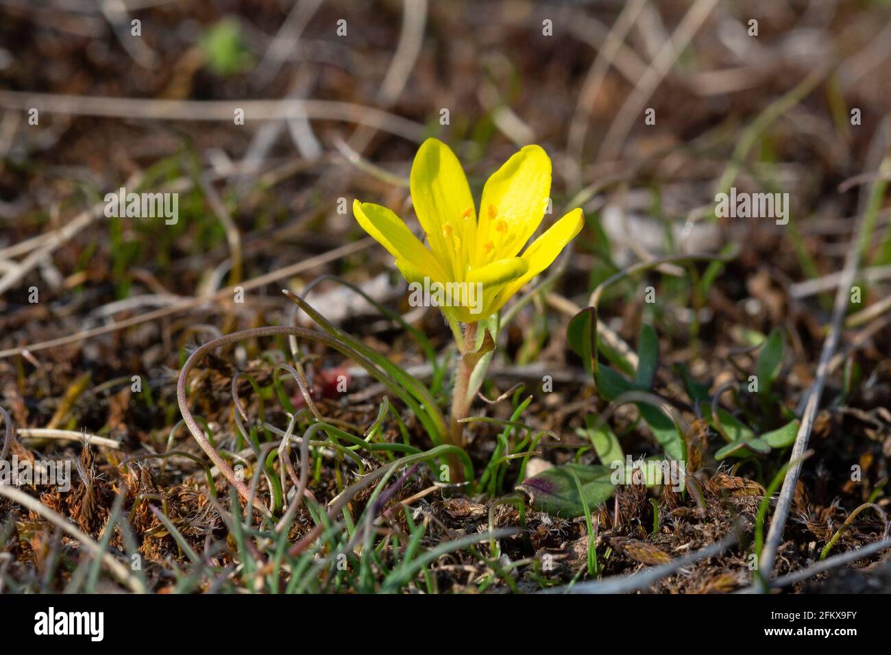 Bohemia Yellow Star, Gagea Bohemica Stockfoto