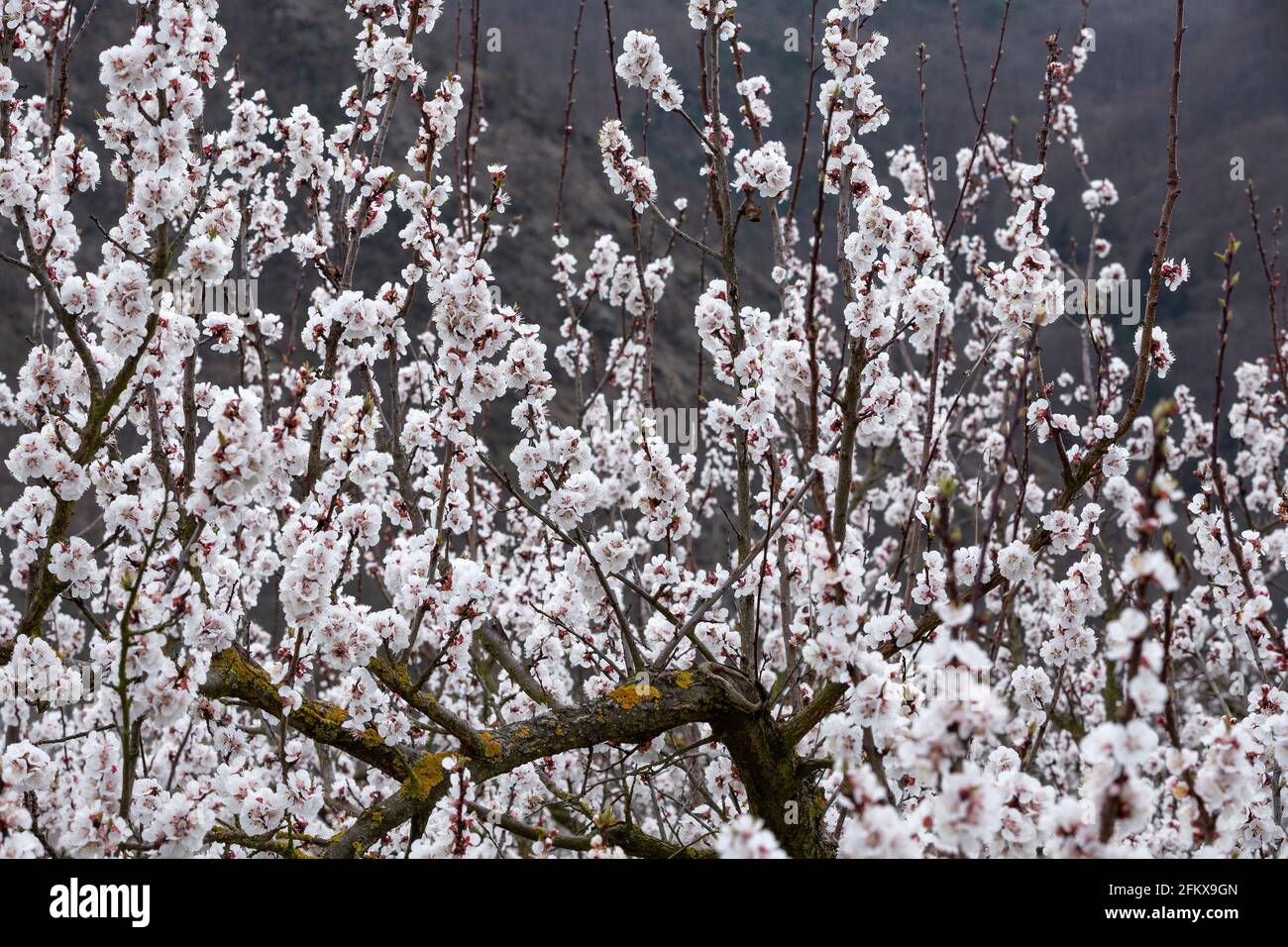 Aprikosenblüte In Der Wachau Niederösterreich Stockfoto