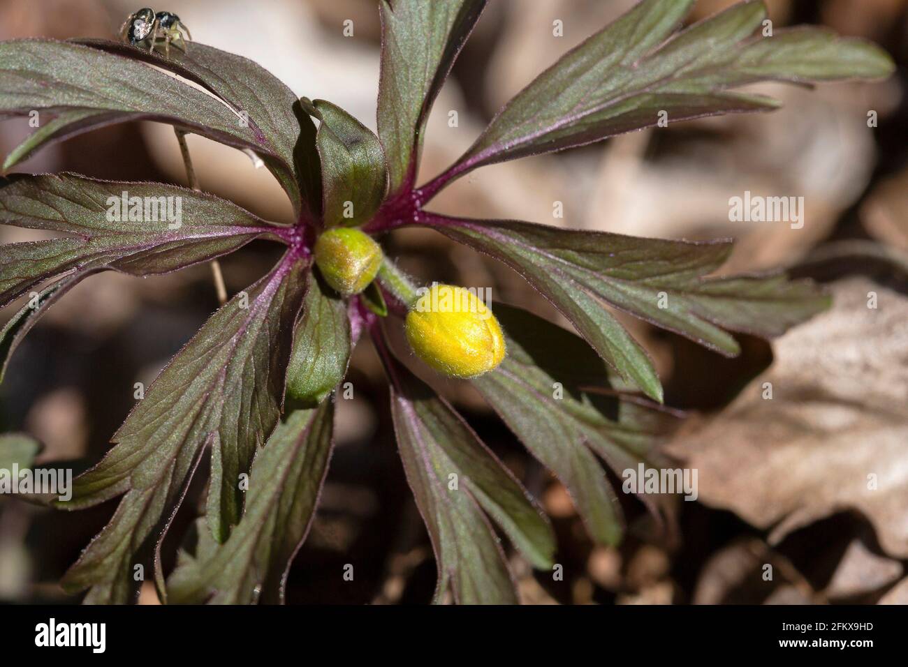 Knospen, Gelbholzanemone, Anemone Nemorosa Stockfoto