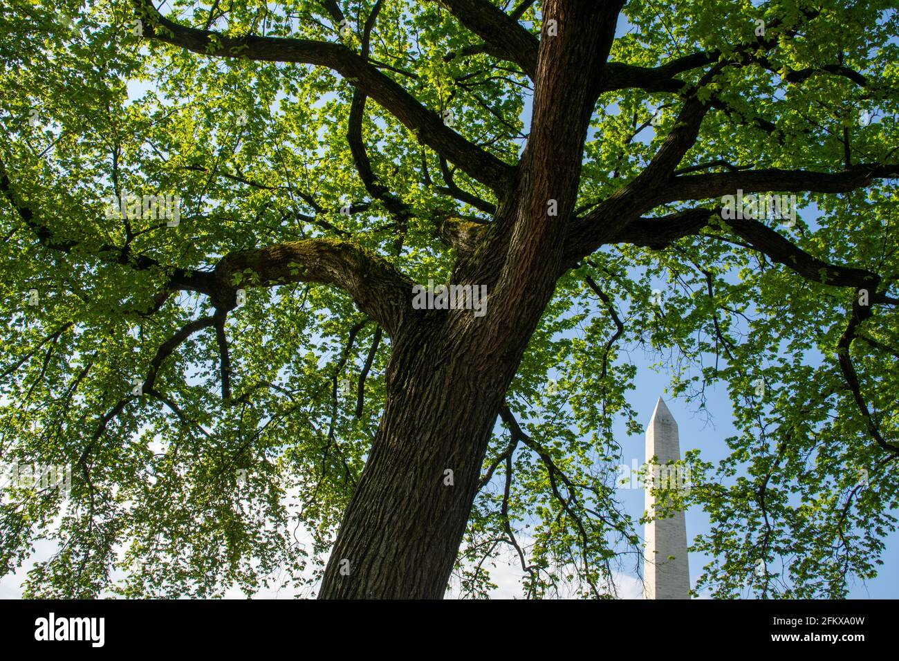 Detail, Ulmen auf der National Mall. Das Washington Monument ist im Hintergrund Stockfoto