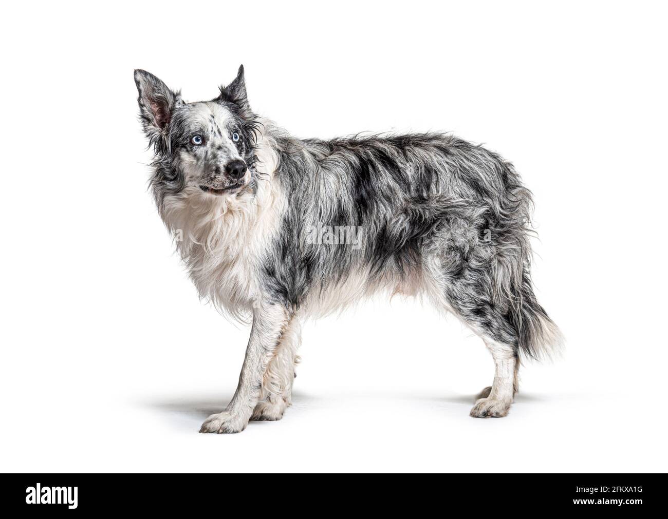 Blauäugige blaue Merle Border Collie, isoliert auf Weiß Stockfoto