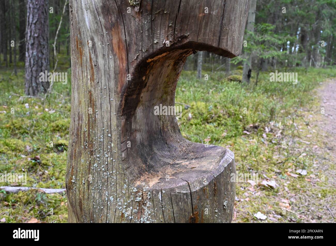 Geschnitzter Baumstamm im Frühjahr im Wald. Stockfoto