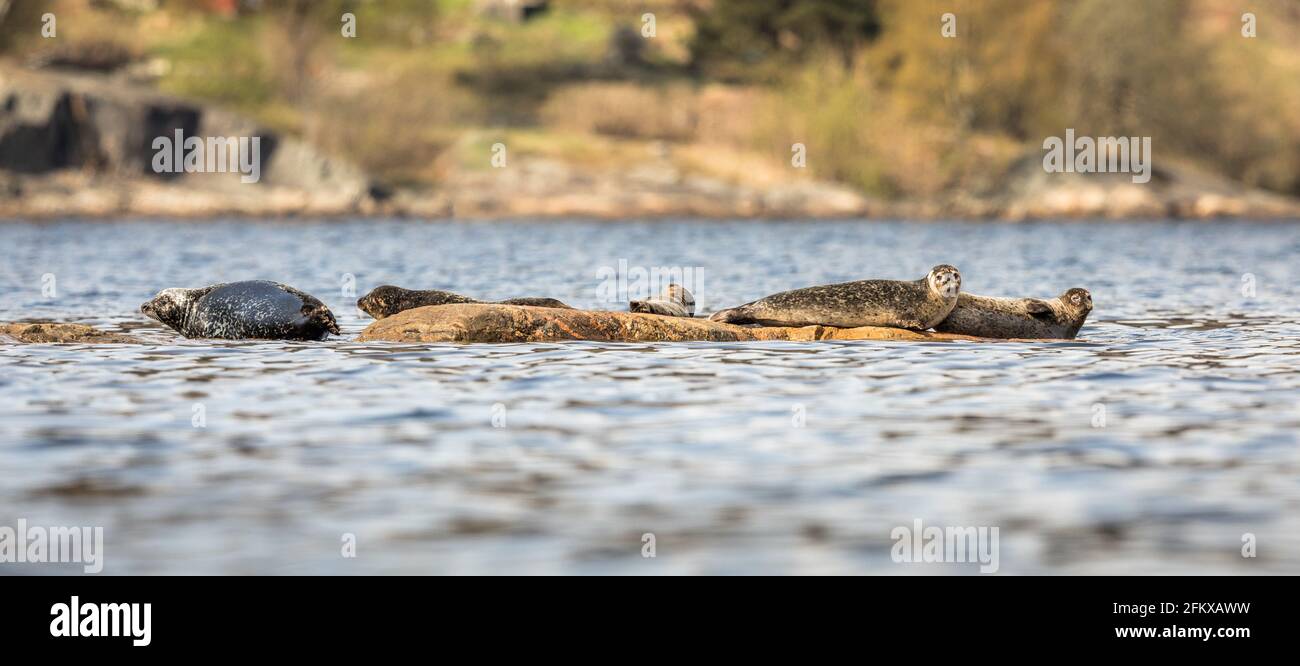 Seehunde - Phoca vitulina - auf Felsen in Kristiansand, Norwegen Stockfoto