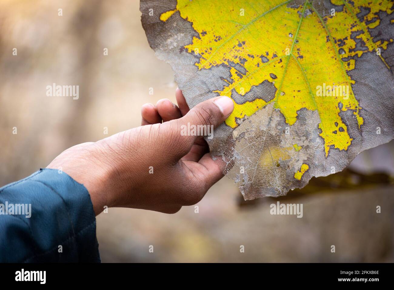 Krankheit an Teakholzblättern auf dem Bauernhof. Pflanzenkrankheit. Stockfoto