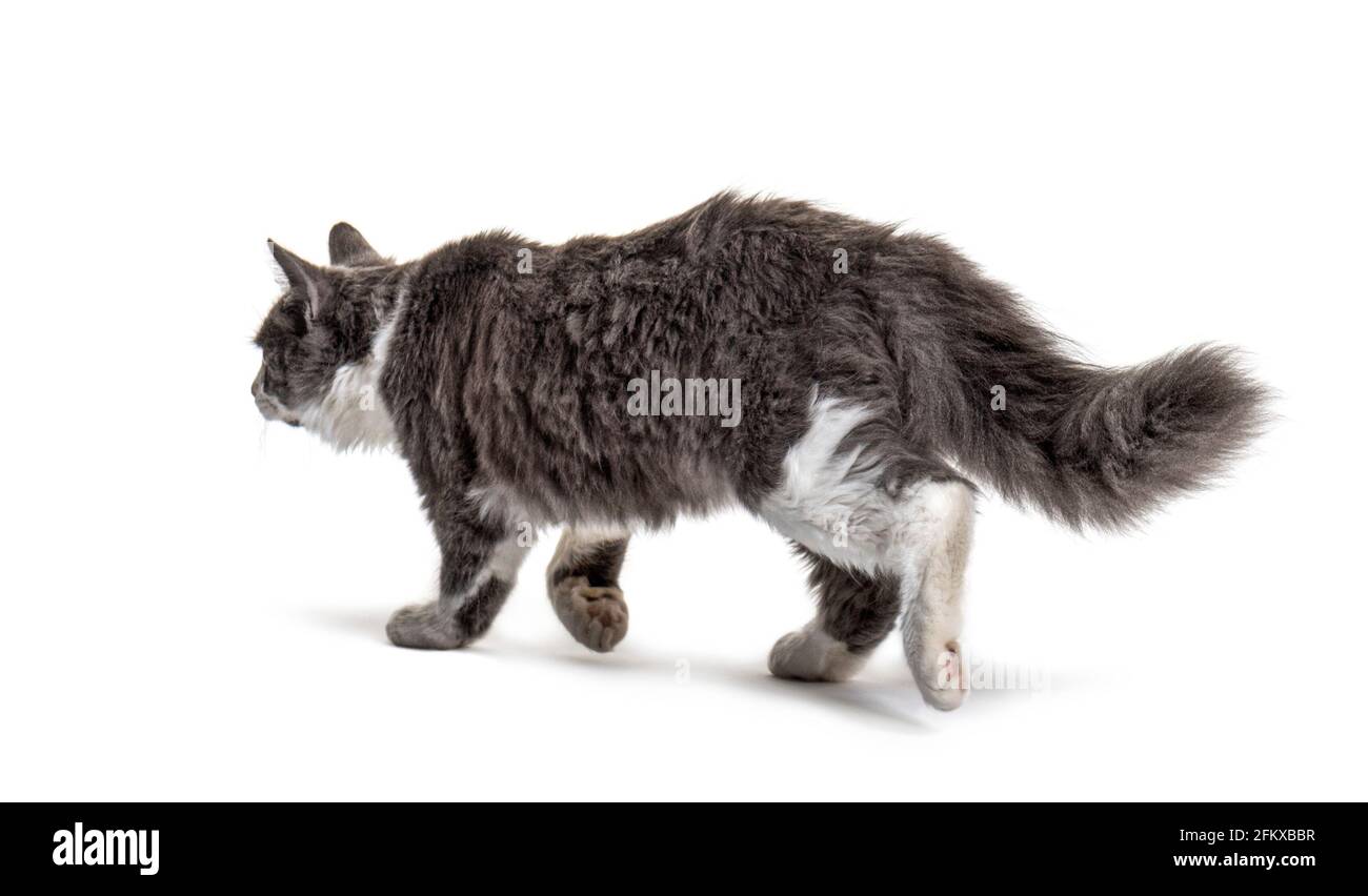 Grau-weiße Kreuzkatze geht weg Stockfoto Grau-weiße Kreuzkatze geht weg Stockfoto