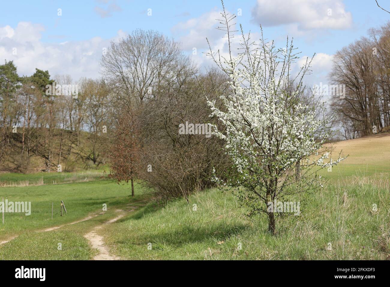 Kleiner blühender Pflaumenbaum auf einem Feldweg in Brodowin In Deutschland Stockfoto