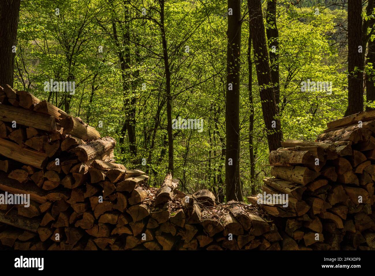 Holzstapel im grünen Odenwald in Deutschland im Sommer, dicht vor grünem Hintergrund. Stockfoto