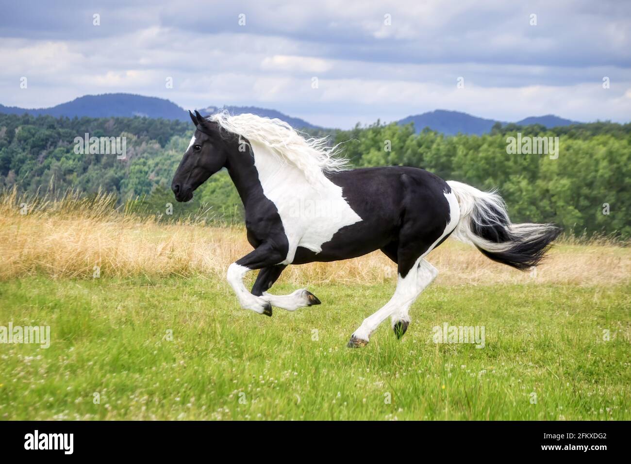 Ein weibliches Pferd, Warmblut-Barock-Typ, barockes Barockpferd, schwarz-weiß-Tobiano gemustert, läuft bei einem vollen Galopp auf einer grünen Wiese, Deutschland Stockfoto