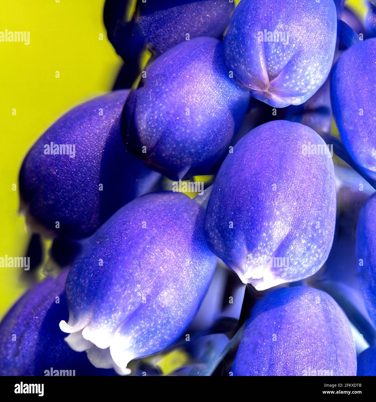 Ultramakro einer gemeinen Moschushyazinthe, Muscari vernachlässectum, im Frühjahr Stockfoto