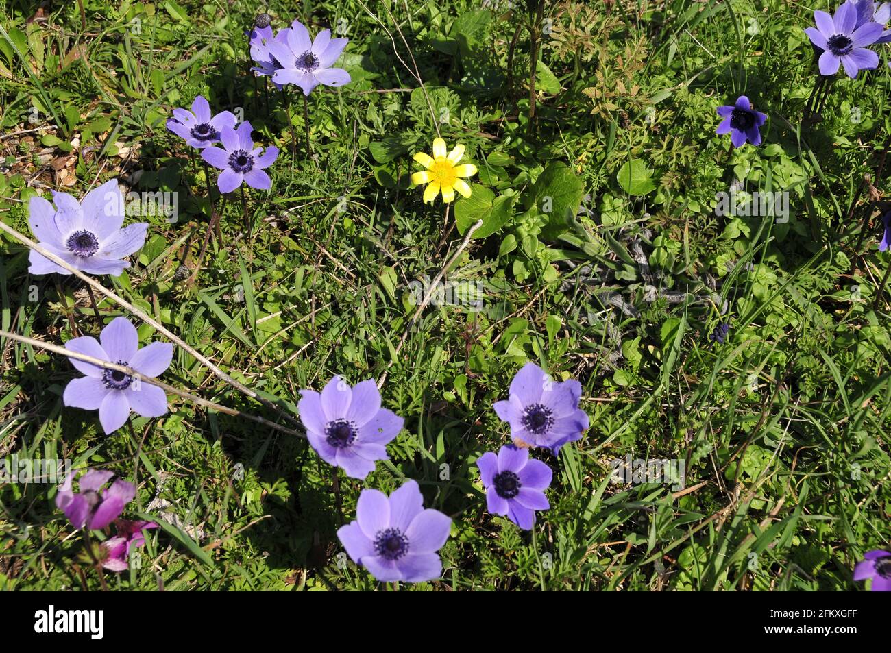 Nahaufnahme von bunten Blumen auf dem Berg Hymettus in Griechenland in Feder Stockfoto