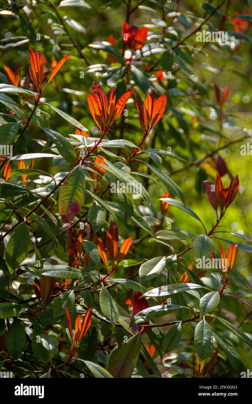 Photinia X fraseri Strauch in der Frühlingssonne zeigt die Neue, farbenfrohe Triebe Stockfoto