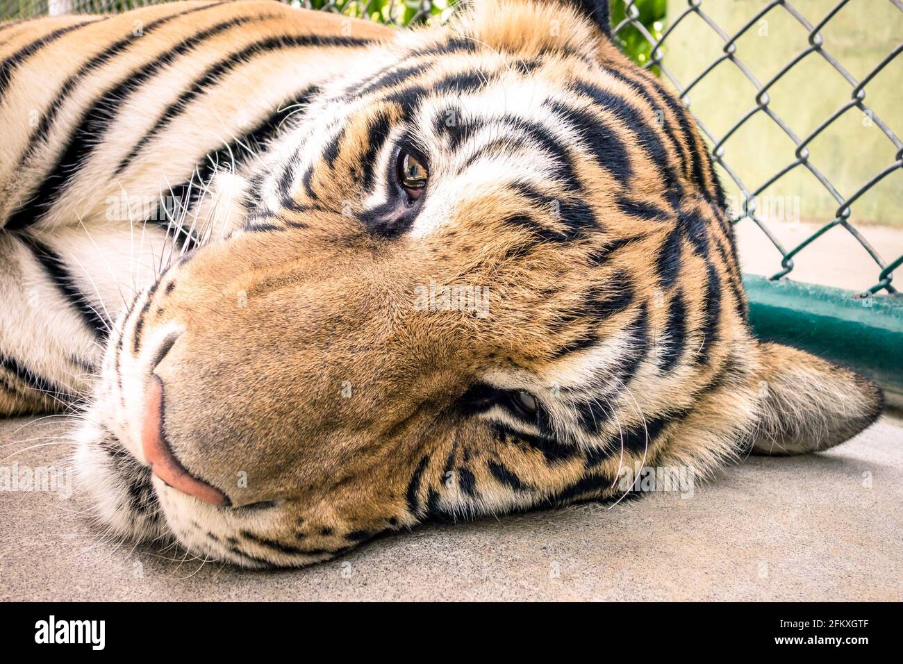 Trauriger Tiger in einem Zoo-Käfig - Tiermissbrauch Stockfoto