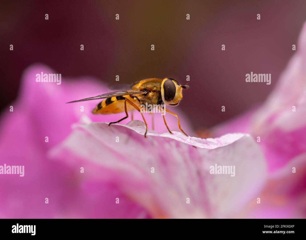 Hoverfly Stockfoto