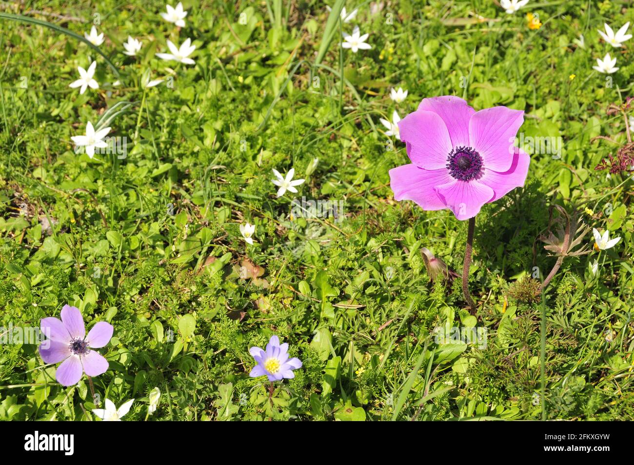 Nahaufnahme von bunten Blumen auf dem Berg Hymettus in Griechenland in Feder Stockfoto