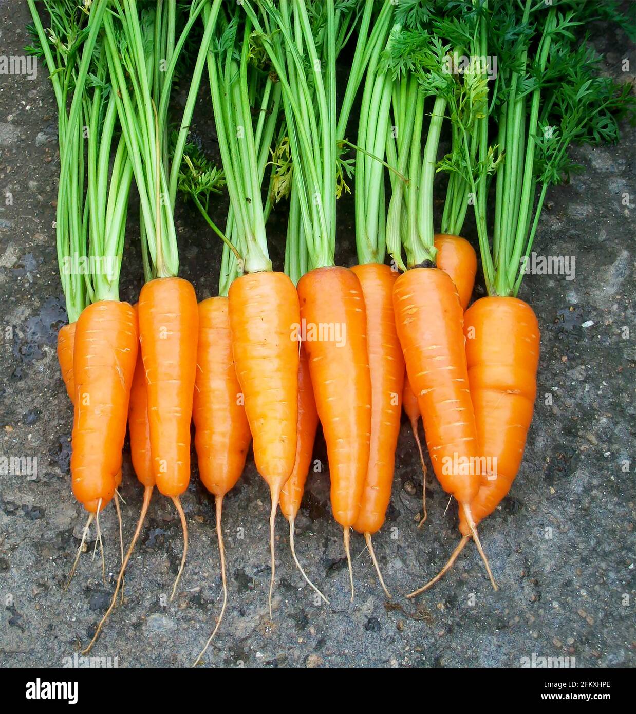 Frisches Orange Karotten Gemüse gesunde Ernährung Stockfoto