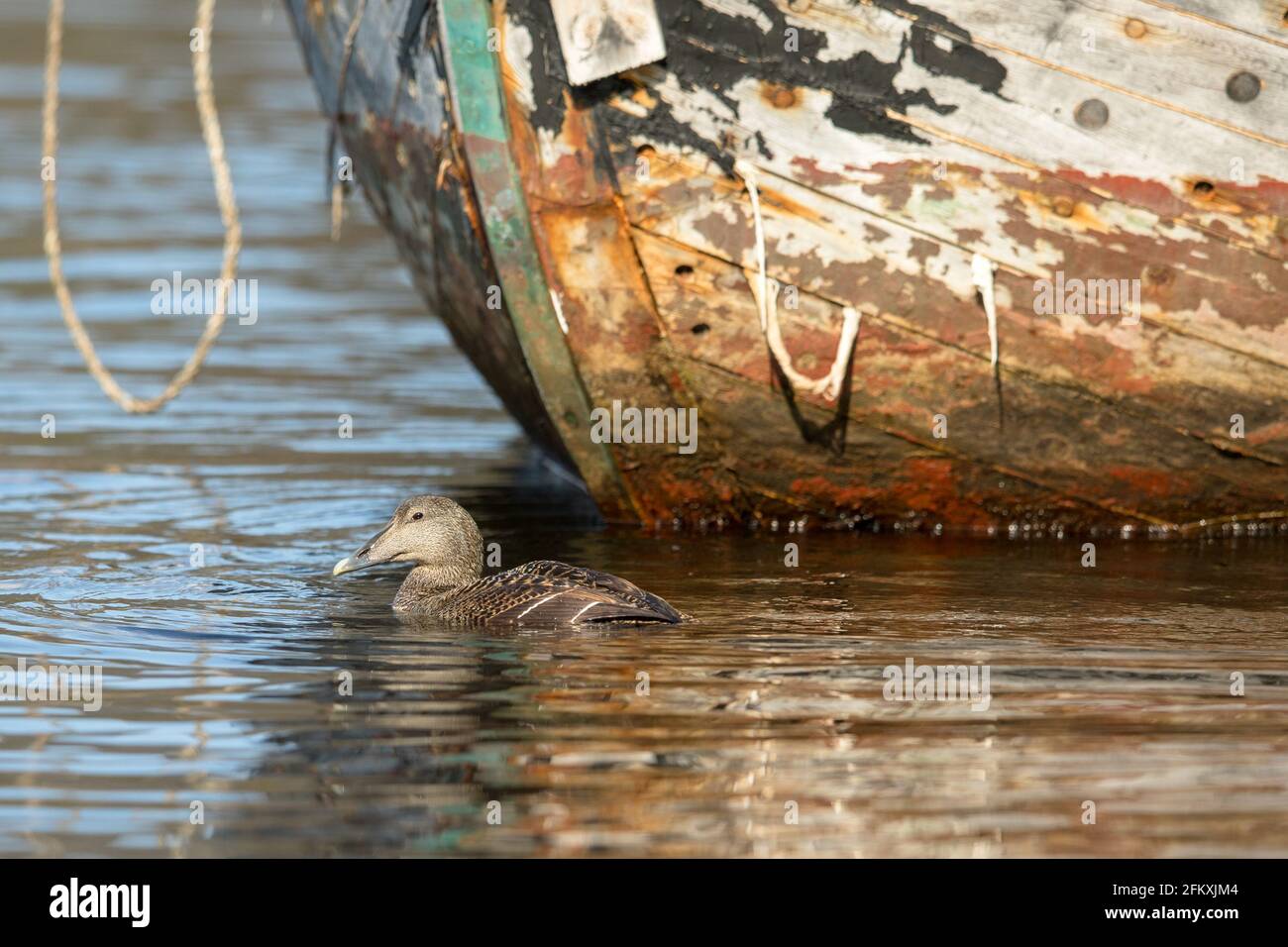 Eider - somateria mollissima - Weibchen, die im Meer schwimmen Wasser vor dem alten verlassenen Fischerboot Stockfoto