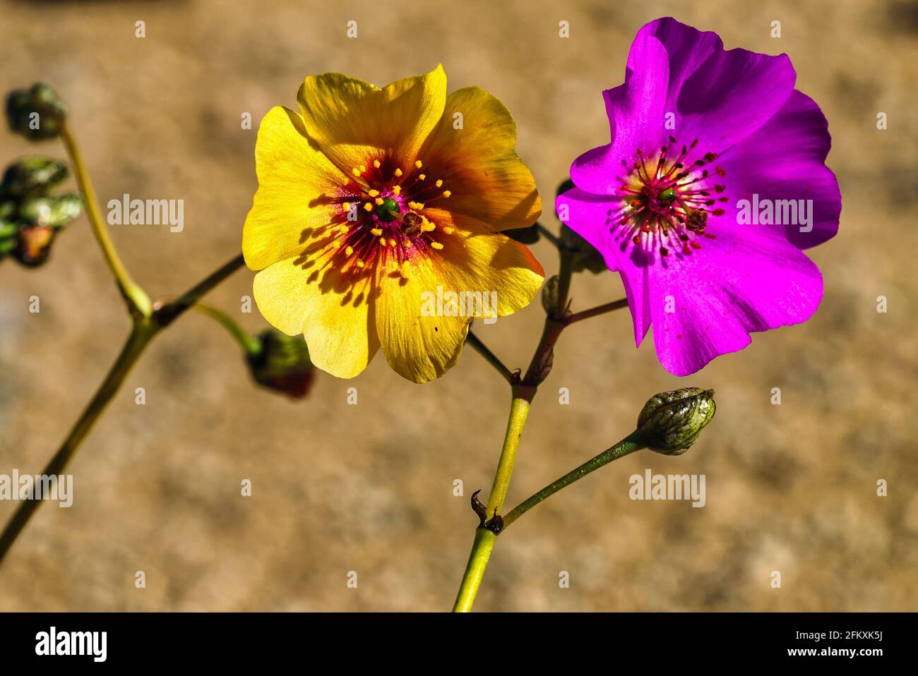 Gelbe und rosa 'pata de guanaco'-Blume, die in der atacama-Wüste wächst Stockfoto