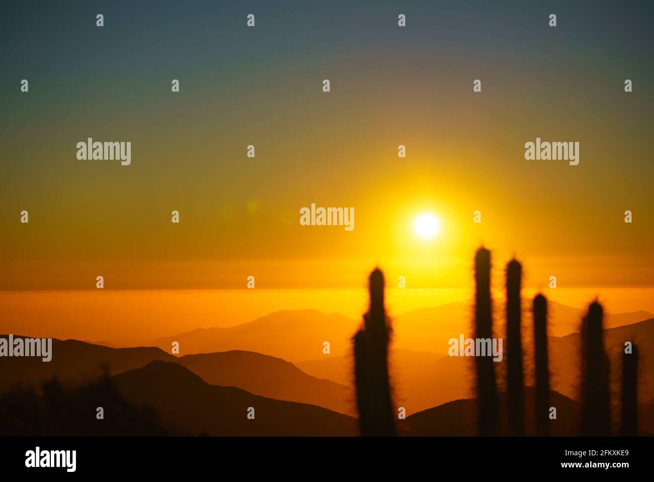 Dramatischer Sonnenuntergang in der Atacama-Wüste: Farbenfroher Himmel und Kaktus im Vordergrund - Andacollo, Chile Stockfoto