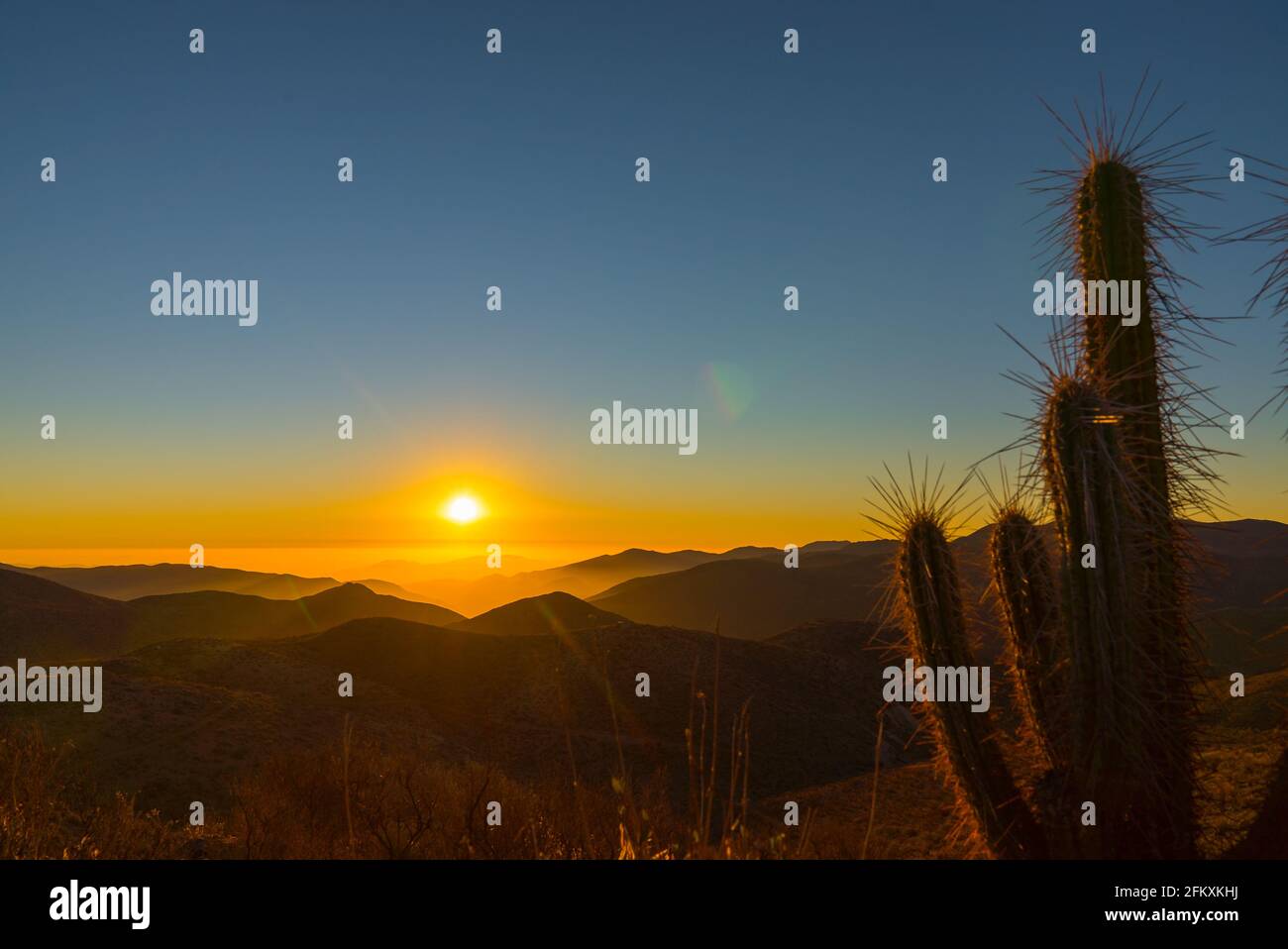 Dramatischer Sonnenuntergang in der Atacama-Wüste: Farbenfroher Himmel und Kaktus im Vordergrund - Andacollo, Chile Stockfoto