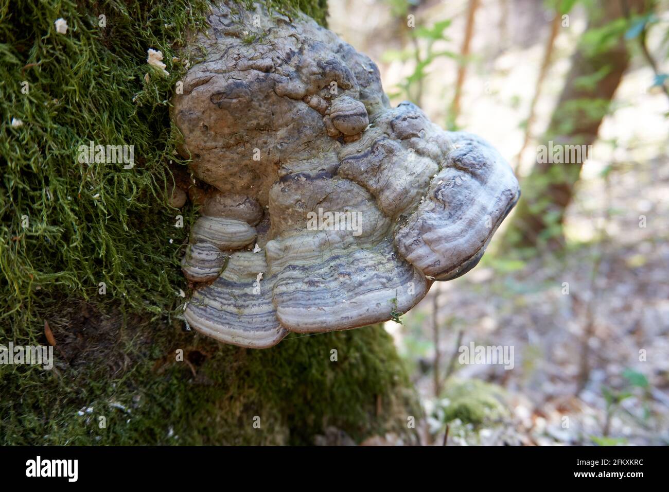 Weißer Hufpilz, der auf einem moosigen Stamm in der gewachsen ist Wald Stockfoto