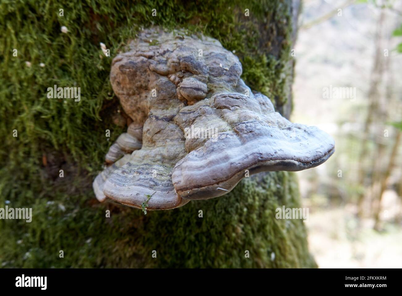 Weißer Hufpilz, der auf einem moosigen Stamm in der gewachsen ist Wald Stockfoto