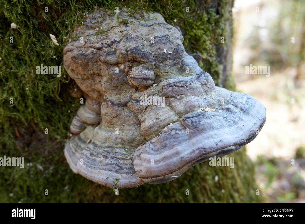 Weißer Hufpilz, der auf einem moosigen Stamm in der gewachsen ist Wald Stockfoto