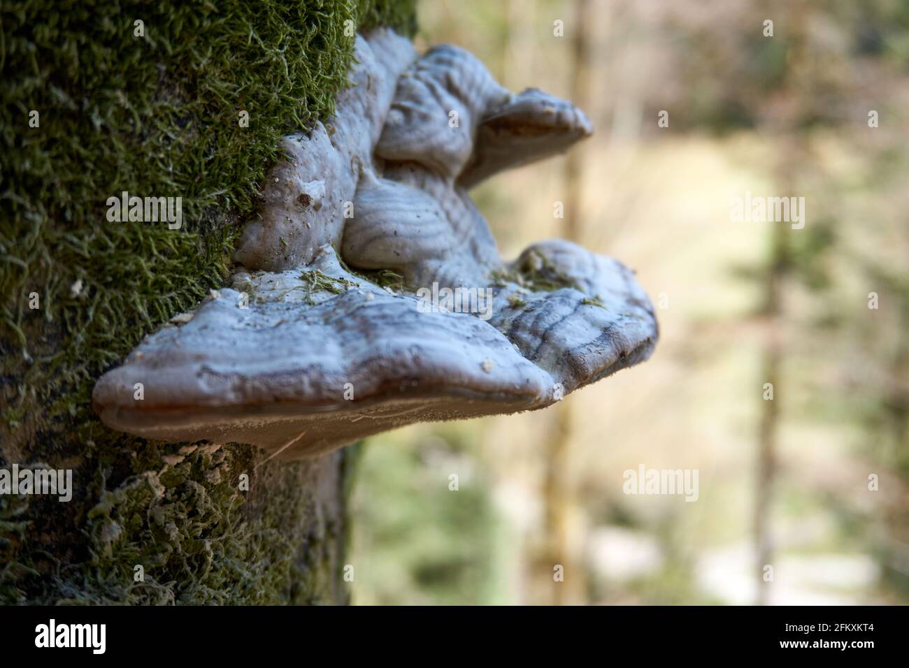 Weißer Hufpilz, der auf einem moosigen Stamm in der gewachsen ist Wald Stockfoto