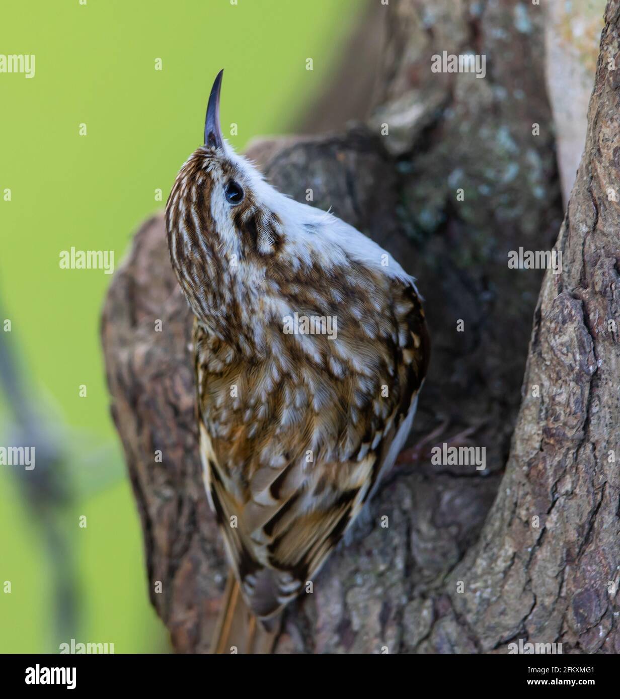 Nahansicht eines Baumzuges, der ein Nest sucht Hohlraum in einem Baumstumpf Stockfoto