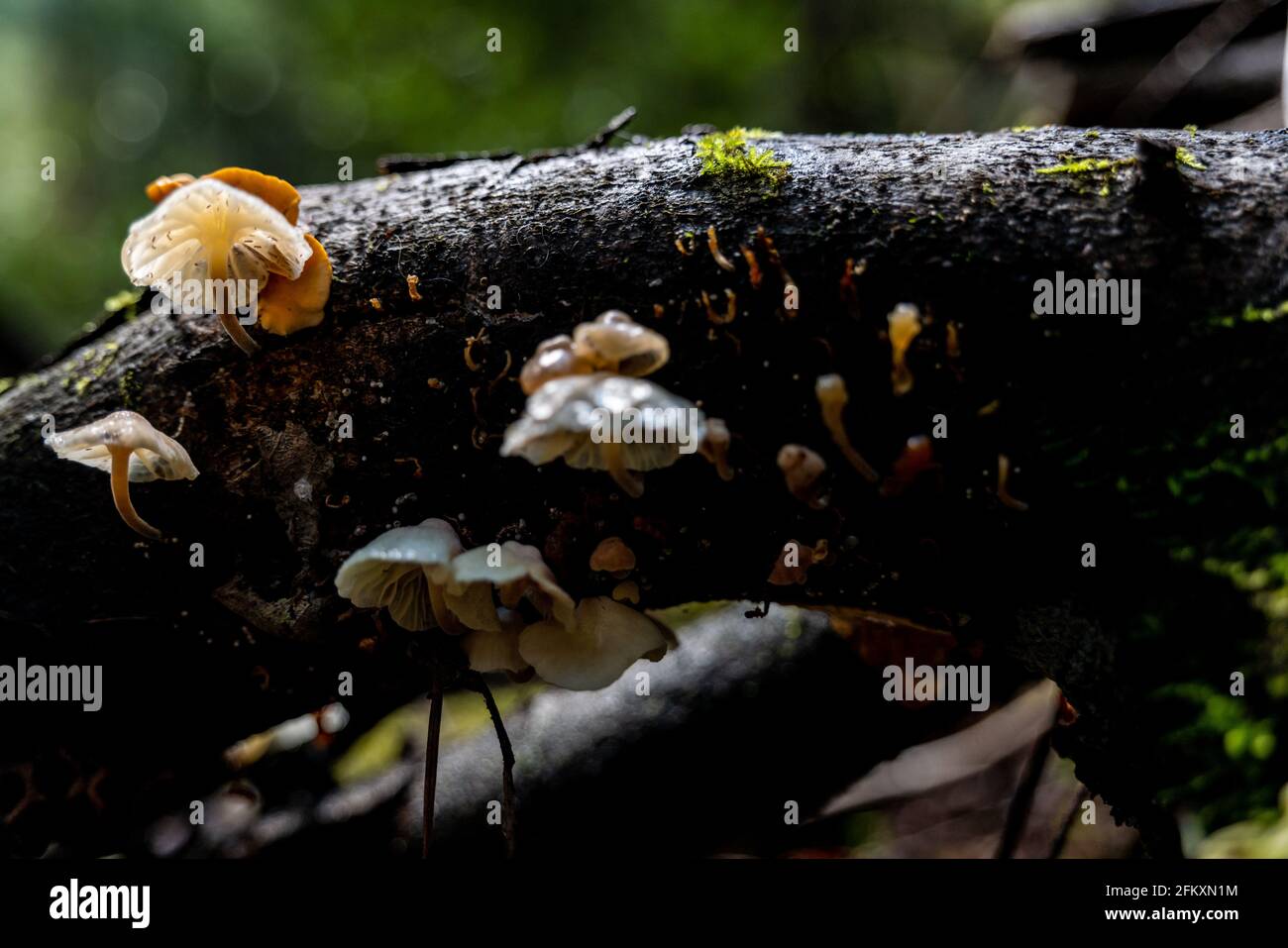 Kleine Pilze fangen Licht wächst von der Unterseite des Log-in Wald Stockfoto