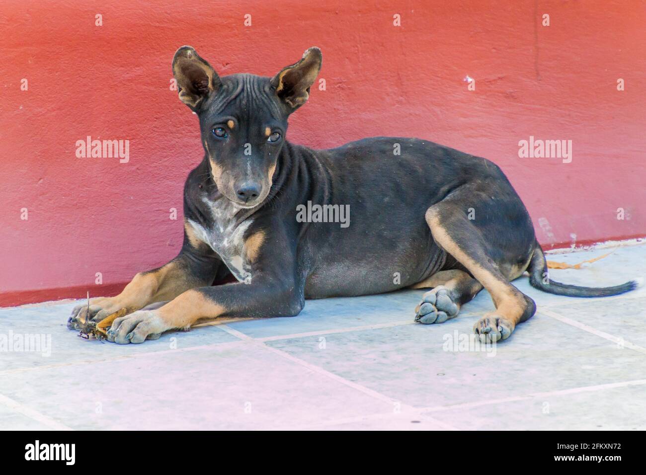 Streunender Hund mit einem großen Insekt in Sagaing bei Mandalay, Myanmar Stockfoto