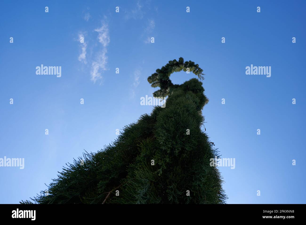 Baum Sequoiadendron giganteum, Pendel (Hände-Mammutbaum). Pflanze schräg von unten, blauer Himmel im Hintergrund. Stockfoto