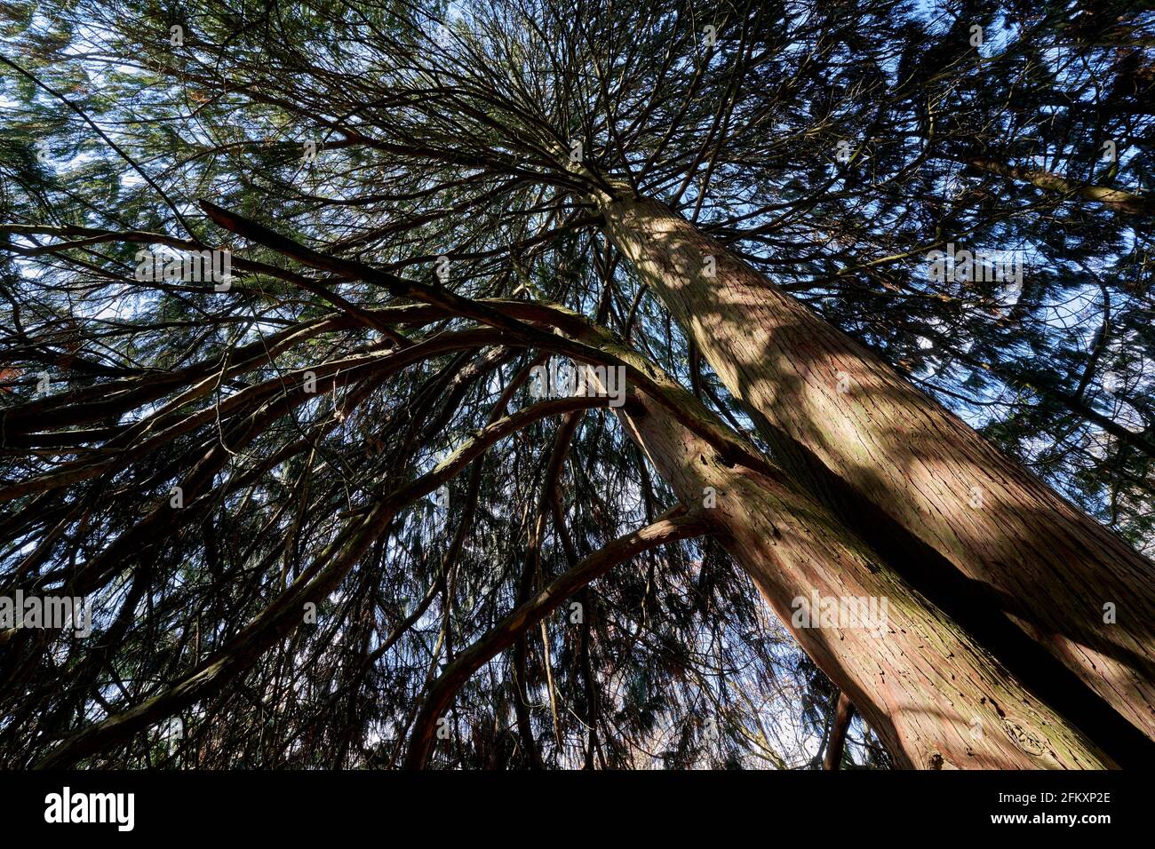 Baum Chamaecyparis nootkatensis (Nutka-Scheinzypresse) zwei alte Pflanzenstämme, schräg von unten fotografiert. Stockfoto