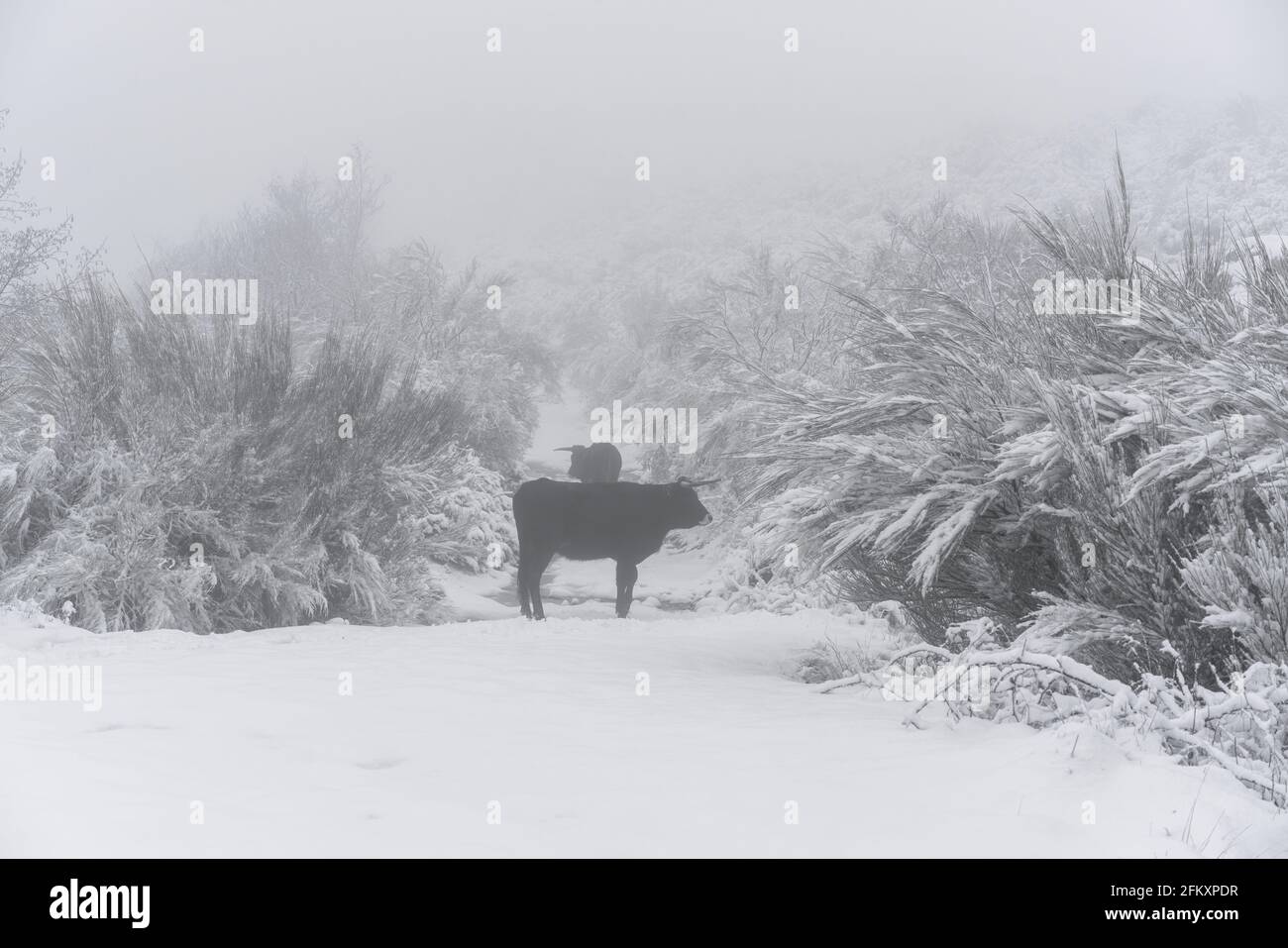 Traditionelle portugiesische Maronesa-Kühe auf einer schneeweißen Winterlandschaft Stockfoto