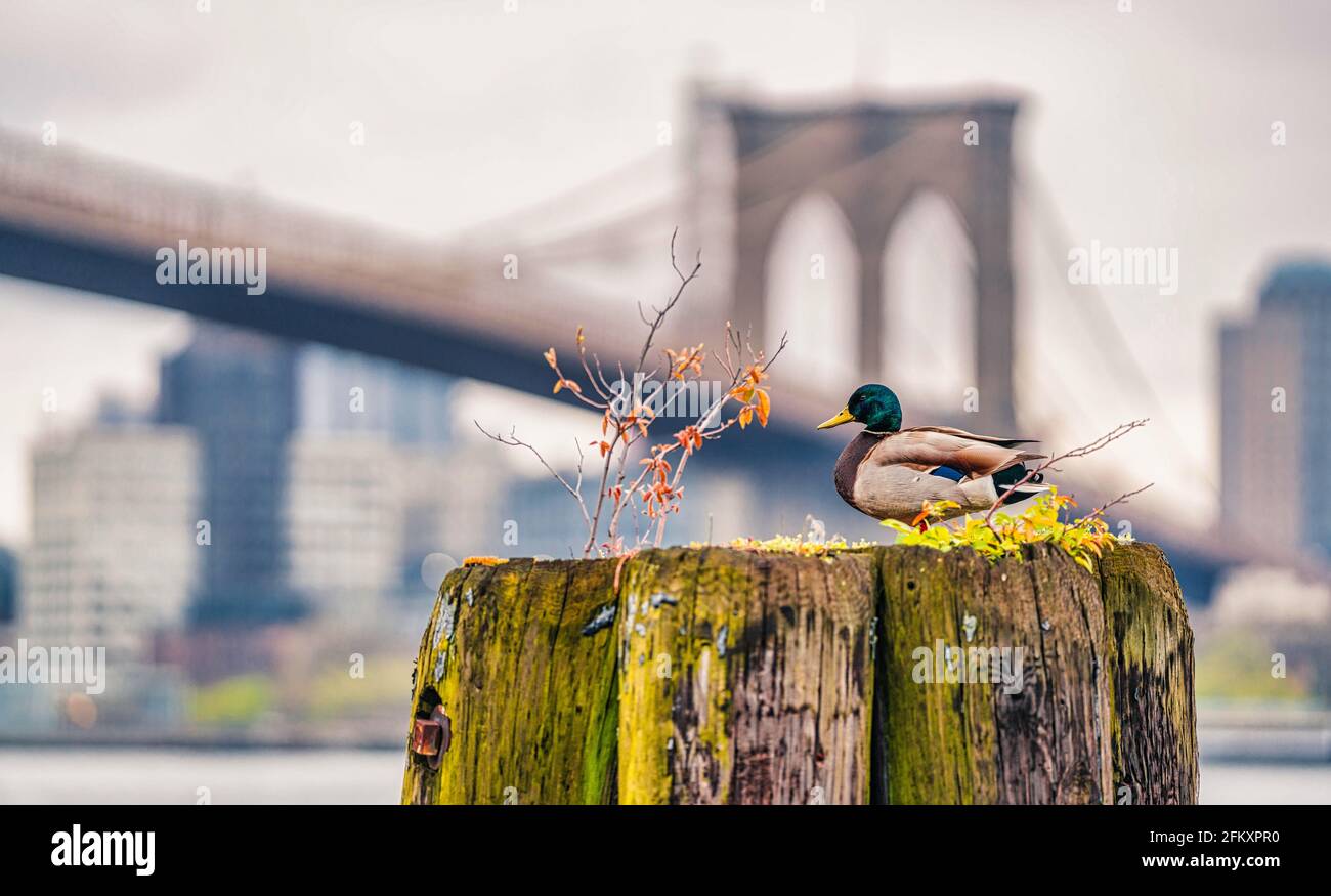 Vogel auf dem Dach Ente Brooklyn Bridge schöne Szene Neu York City Stockfoto