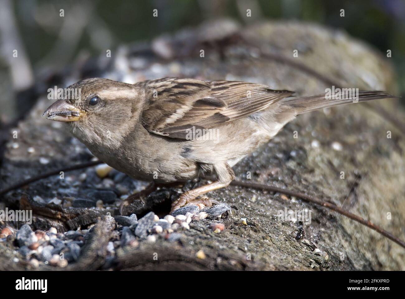 Sperling Vogel auf einem Balken, der isst thront Stockfoto