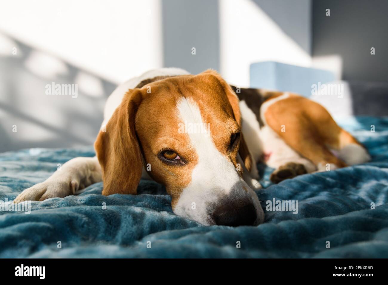 Beagle-Hund schläft im Bett im hellen Innenraum. Haustier zu Hause Stockfoto